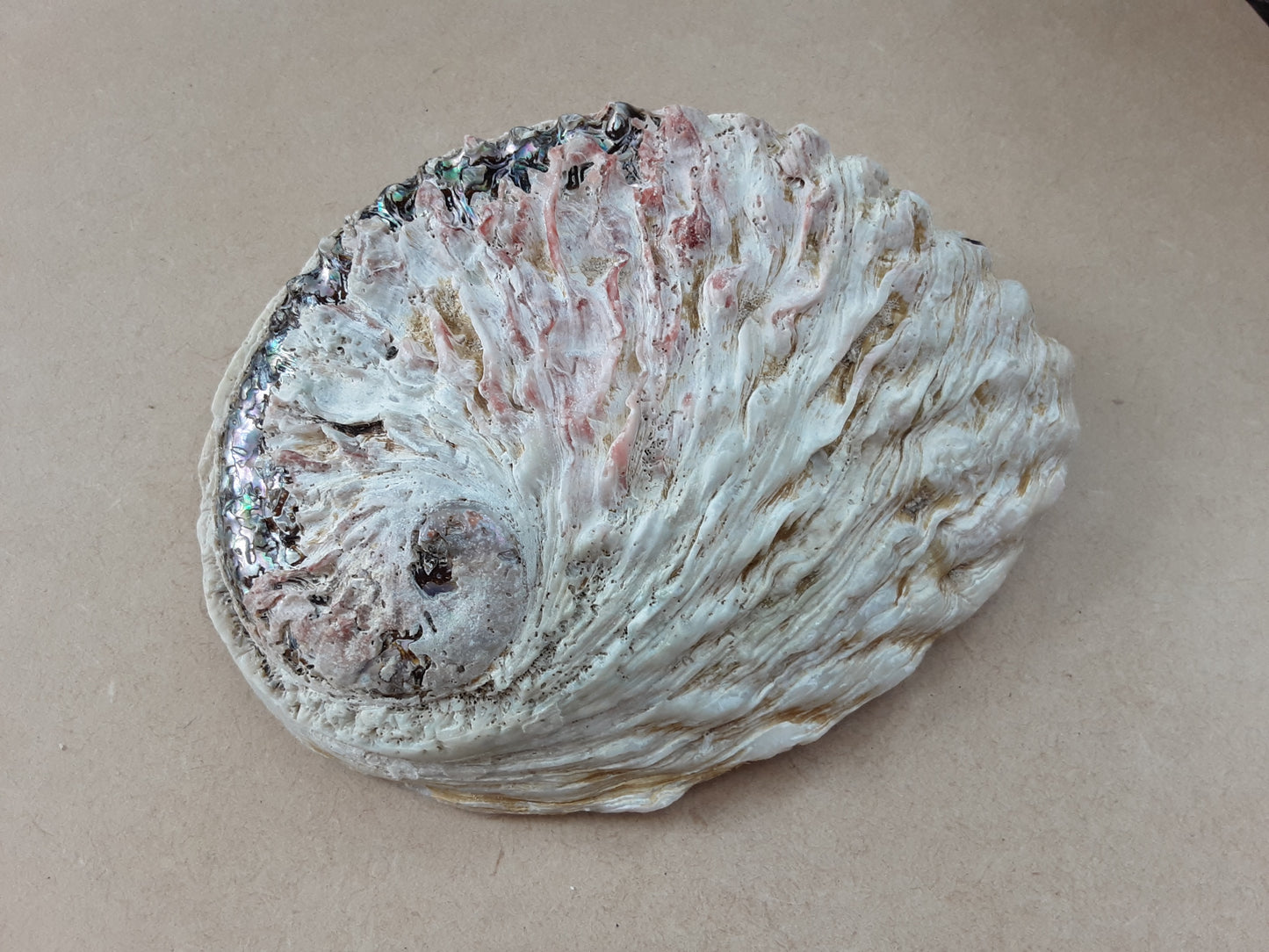 Coquille d’ormeau naturelle