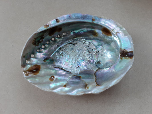 Coquille d’ormeau naturelle